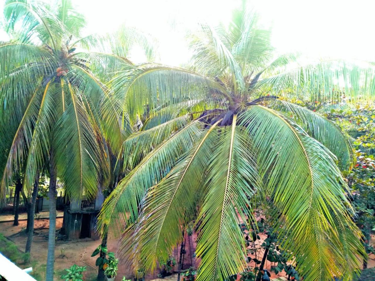 Palm Beach Resort By Yosha Guest Trincomalee Exterior photo